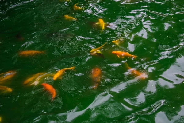 A lot of gold and orange fish, carp in a pond green in the open air. Natural vibrant background.