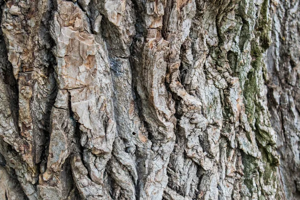 Natural background, brown textured bark, alive and growing, natural and natural curves and patterns. Trunks logs, timber.