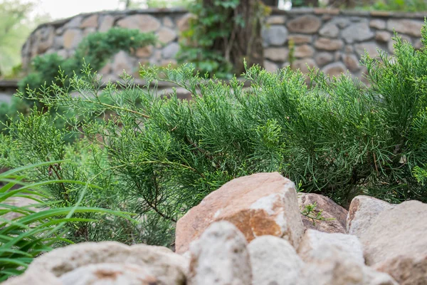 Various Fragrant Coniferous Trees Bushes Park Stones Open Sky Shades — Stock Photo, Image