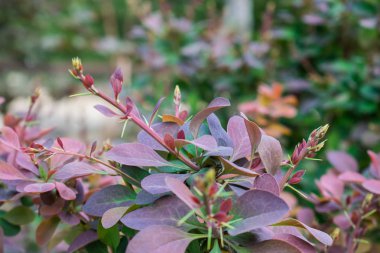 Farklı tonları-kırmızı, Bordo, mor ve yeşil yaprakları ile küçük, İlkbahar ve sonbahar Funda. Bir açık hava parkı. Doğal ve renkli arka plan, bitki örtüsü tür ilginç.