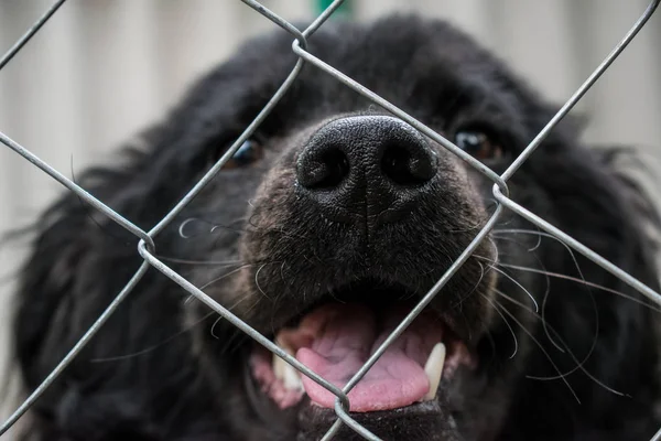 Black dog, a dog of dark color, mixed breed. In the open-air cage, close-up