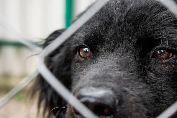 Black dog, a dog of dark color, mixed breed. In the open-air cage, close-up