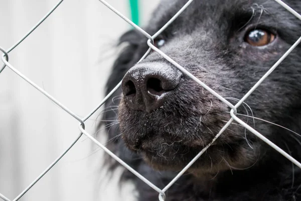 Black dog, a dog of dark color, mixed breed. In the open-air cage, close-up