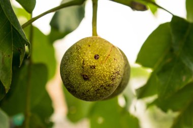 Ceviz olgunlaşma. Yeşil ağaç meyve bir top şeklinde. Ağustos. Doğal ceviz arka plan