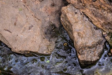 Büyük taşlar karanlık bir bataklık üzerinde farklı şekiller. Islak ve kuru doğal arka plan. Sert ve yumuşak.