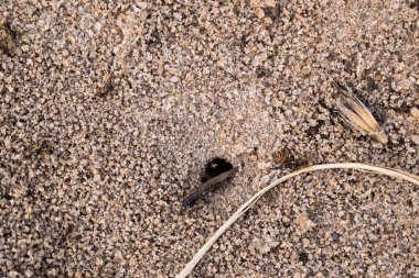 Sunumlar, tasarım ve başlıkları için arka plan renkleri çeşitli. Basit ve doğal. Dokulu görüntü. Doğal desen.