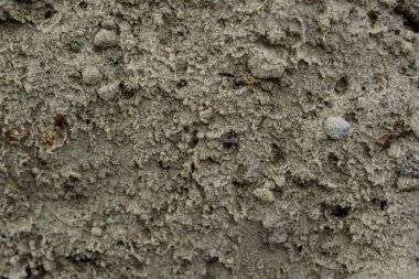 Sunumlar, tasarım ve başlıkları için arka plan renkleri çeşitli. Basit ve doğal. Dokulu görüntü. Doğal desen.