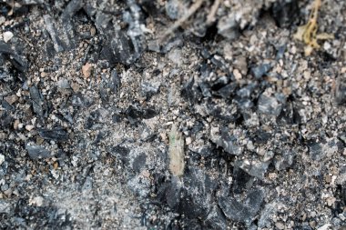 Sunumlar, tasarım ve başlıkları için arka plan renkleri çeşitli. Basit ve doğal. Dokulu görüntü. Doğal desen.