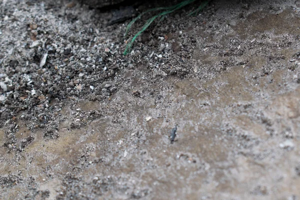 Sunumlar, tasarım ve başlıkları için arka plan renkleri çeşitli. Basit ve doğal. Dokulu görüntü. Doğal desen.