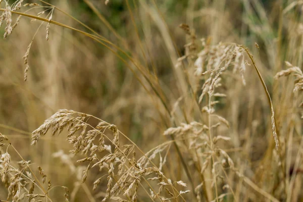 Sunumlar, tasarım ve başlıkları için arka plan renkleri çeşitli. Basit ve doğal. Dokulu görüntü. Doğal desen.