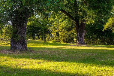 Rusya'nın güzel manzaralar. Rostov bölgesi. Renkli yerler. Yeşil bitki örtüsü ve nehirler ile göl ve bataklık. Orman ve çayır. Yerel harika ve sıradışı sayısı. Yaz ve bahar doğa.