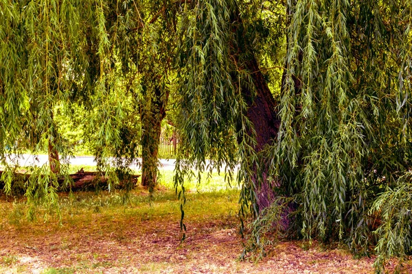 Όμορφα Τοπία Της Ρωσίας Περιφέρεια Ροστόφ Πολύχρωμα Μέρη Πράσινη Βλάστηση — Φωτογραφία Αρχείου