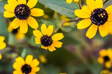 Doğal çiçek arka plan. Çok renkli gül ve papatya. Kırmızı ve sarı. Yaz aylarında bahçe. Tomurcukları ve çiçekli bitkiler ile şirin ve taze resmi.