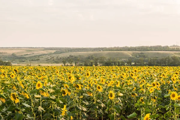 Hot Warm Colors Shades Beautiful Landscapes Russia Rostov Region Local — Stock Photo, Image