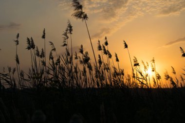 Sıcak ve sıcak renkler ve renk tonlarının Rostov bölgesi Rusya'nın güzel manzara. Çiçek açan, yerel olmayan alanlardaki günbatımı güneşli yaz günü, ayçiçeği, sarı. Bulutlar ve gökyüzü renkli ve sıradışı tipleri. Altın güneş doğar.