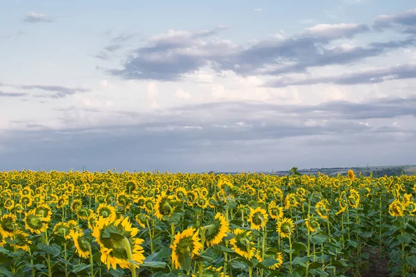 Hot Warm Colors Shades Beautiful Landscapes Russia Rostov Region Local — Stock Photo, Image