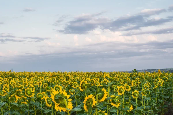 Hot Warm Colors Shades Beautiful Landscapes Russia Rostov Region Local — Stock Photo, Image