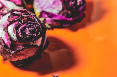 Kuru pembe çiçekler, güller, dokulu arka plan, kadın partileri, sürprizler ve hediyeler. Hafızadaki herbaryum. Festival sembolleri unsurları ile olağandışı kavramsal kompozisyon