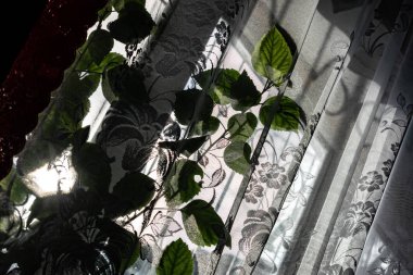 Şeffaf beyaz tül ve kırmızı satoperde ev sıradan pencere. Güneşli parlak bir gün, dışarıda kış. Pencerede yeşil bir çiçek Hibiscus bitkisi var. Küçük bir Bush yaprakları görünür throu vardır