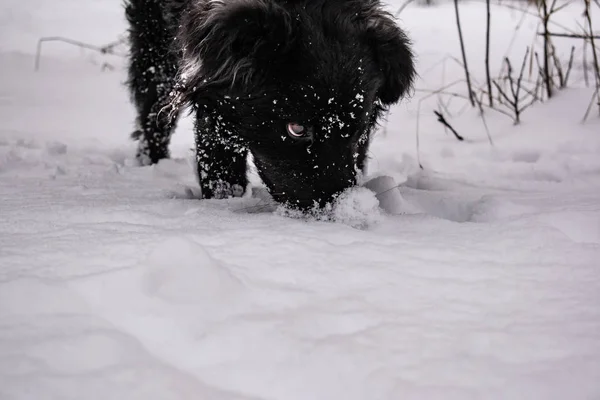 Chien Jardin Noir Aux Cheveux Touffus Retriever Hiver Temps Glacial — Photo