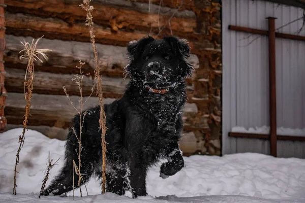 Chien Jardin Noir Aux Cheveux Touffus Retriever Hiver Temps Glacial — Photo