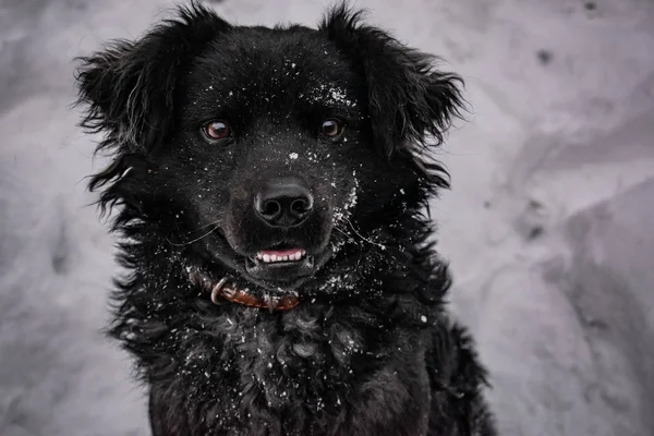 Black Yard Dog Shaggy Hair Retriever Winter Frosty Weather Lot — Stock Photo, Image