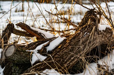 Karda güzel çürümüş eski kütük, kışın soğuk ama Güneşli havalarda. Solucanlar ve zararlılar tarafından yenen çürümüş bir meyve ağacının kabuğu. Gün batımında güneşli, sıcak, sarı ışık.