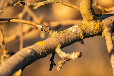 Karda güzel çürümüş eski kütük, kışın soğuk ama Güneşli havalarda. Solucanlar ve zararlılar tarafından yenen çürümüş bir meyve ağacının kabuğu. Gün batımında güneşli, sıcak, sarı ışık.