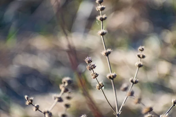 Dunne Stekelige Plant Het Voorjaar Winter Ruw Met Kleine Toppen — Stockfoto