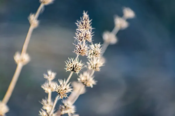 Thin Prickly Plant Spring Winter Rough Small Buds All Branch — Stock Photo, Image