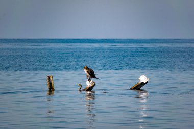 Karadeniz 'in ortasında büyük karabataklar metal parçaların üzerinde otururlar. Orta büyüklükteki kuş türleri dinlenir ve güneşte kanatlarını ve tüylerini kurutur.