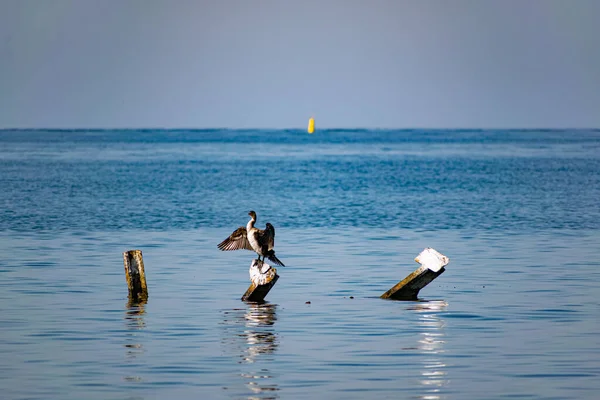 Grandes Cormoranes Sientan Los Enganches Metal Medio Del Mar Negro —  Fotos de Stock