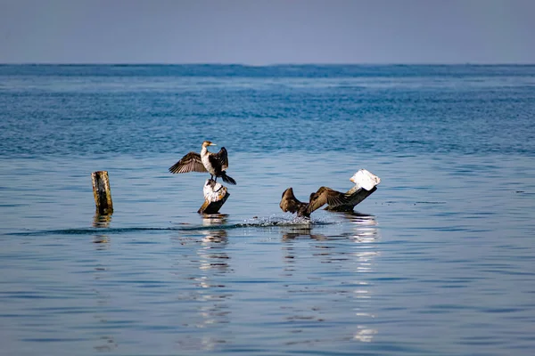 Великі Баклани Сидять Металевих Сукнях Посеред Чорного Моря Види Птахів — стокове фото