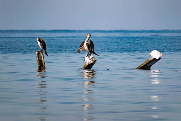 Великі Баклани Сидять Металевих Сукнях Посеред Чорного Моря Види Птахів — стокове фото