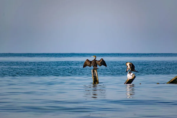 Великі Баклани Сидять Металевих Сукнях Посеред Чорного Моря Види Птахів — стокове фото