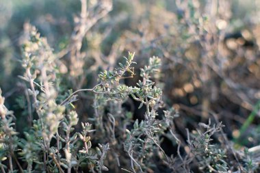 Düşük büyüyen aromatik bir çalı ya da kekik ya da kekik çalısı. Gün batımında küçük yaprakların güzel fotoğrafı. Halk tıbbında ve lezzet vermek için kullanılan faydalı bir bitki.