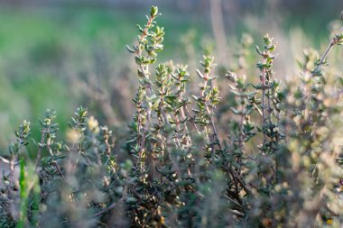 A low-growing aromatic shrub or semi-shrub of thyme or thyme. Beautiful photo of small leaves at sunset. Useful herb used in folk medicine and for giving flavor clipart