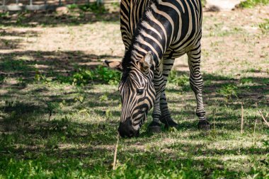 Chapman 'ın Zebra' sı, at ailesinden büyük, düzensiz bir hayvan. Çizgili siyah beyaz yakın plan. Doğada ve hayvanat bahçelerinde yaşamak