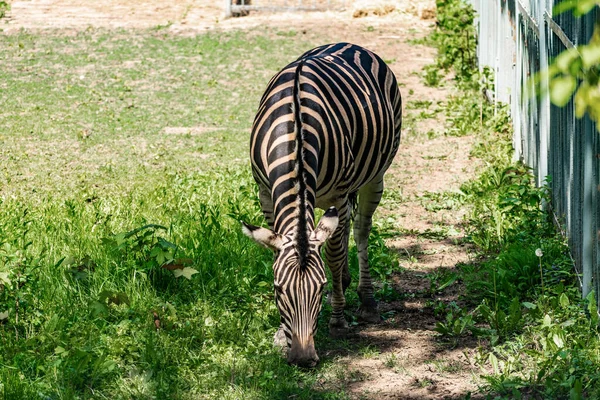 Chapman Zebra Ein Großes Huftier Aus Der Pferdefamilie Gestreifte Schwarz — Stockfoto