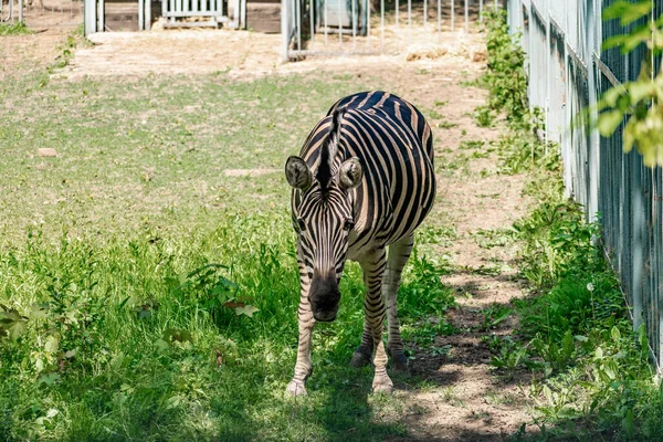 Chapman Zebra Ein Großes Huftier Aus Der Pferdefamilie Gestreifte Schwarz — Stockfoto