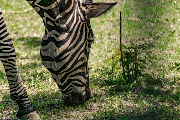 Zebra Chapman Grande Animal Ungulado Família Dos Cavalos Listrado Preto — Fotografia de Stock