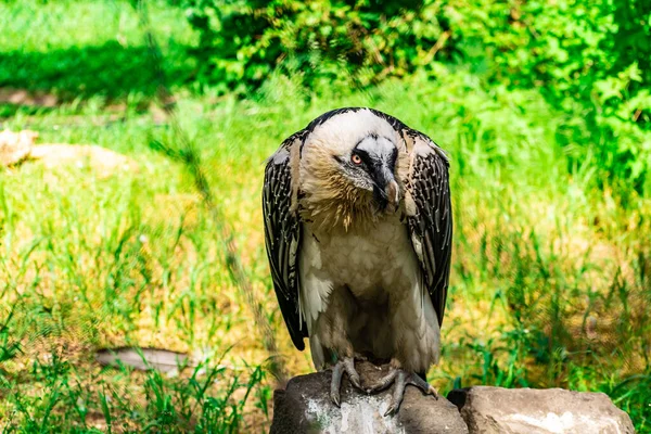 Rare large bird, the Bearded vulture listed in the red book of Russia. An individual from the order Falconiformes and the hawk family. A sedentary bird, it nests in pairs in caves and rock crevices.