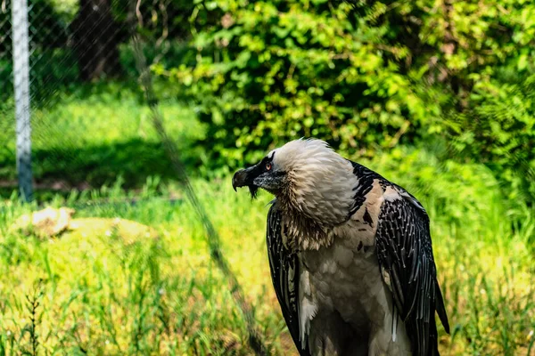 Rare large bird, the Bearded vulture listed in the red book of Russia. An individual from the order Falconiformes and the hawk family. A sedentary bird, it nests in pairs in caves and rock crevices.