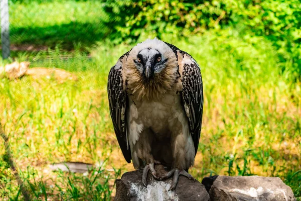 Rare large bird, the Bearded vulture listed in the red book of Russia. An individual from the order Falconiformes and the hawk family. A sedentary bird, it nests in pairs in caves and rock crevices.
