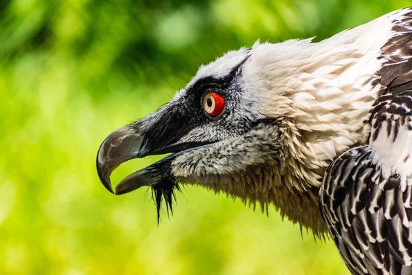 Rare large bird, the Bearded vulture listed in the red book of Russia. An individual from the order Falconiformes and the hawk family. A sedentary bird, it nests in pairs in caves and rock crevices.