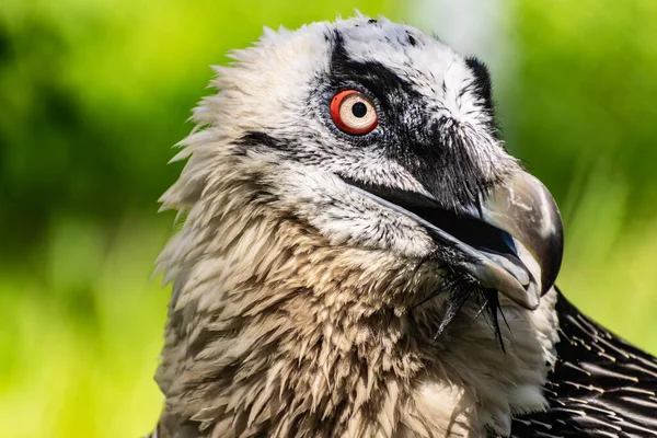 Rare large bird, the Bearded vulture listed in the red book of Russia. An individual from the order Falconiformes and the hawk family. A sedentary bird, it nests in pairs in caves and rock crevices.