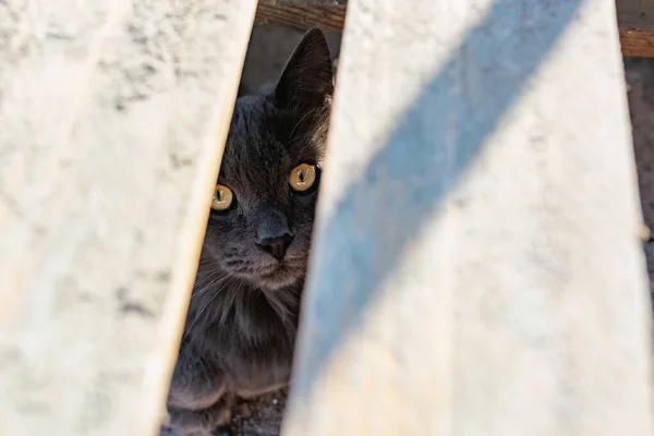 회색메인 고양이의 주둥이 아름다운 고양이의 구조물의 균열을 태양에서 반짝이고 동물은 — 스톡 사진