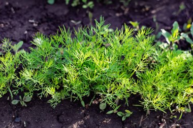 Toprak bir yatakta genç bir dereotu. Ekin, çiftlikteki deliklerde yetişiyor. Kırsal kullanışlı ve vitamin yeşillikleri kapanıyor
