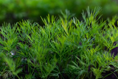 Toprak bir yatakta genç bir dereotu. Ekin, çiftlikteki deliklerde yetişiyor. Kırsal kullanışlı ve vitamin yeşillikleri kapanıyor