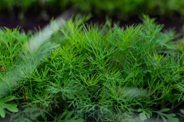 Toprak bir yatakta genç bir dereotu. Ekin, çiftlikteki deliklerde yetişiyor. Kırsal kullanışlı ve vitamin yeşillikleri kapanıyor